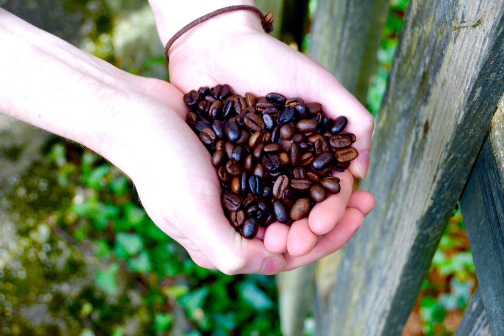 holding coffee beans outside with leaves 