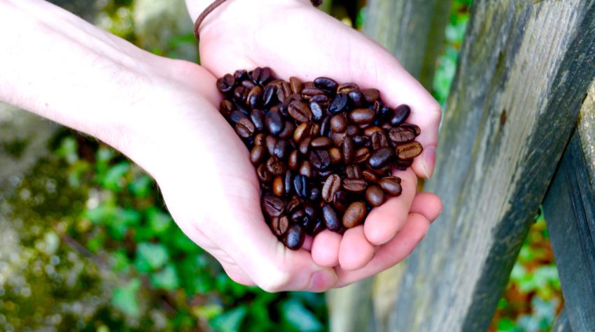 holding coffee beans outside with leaves