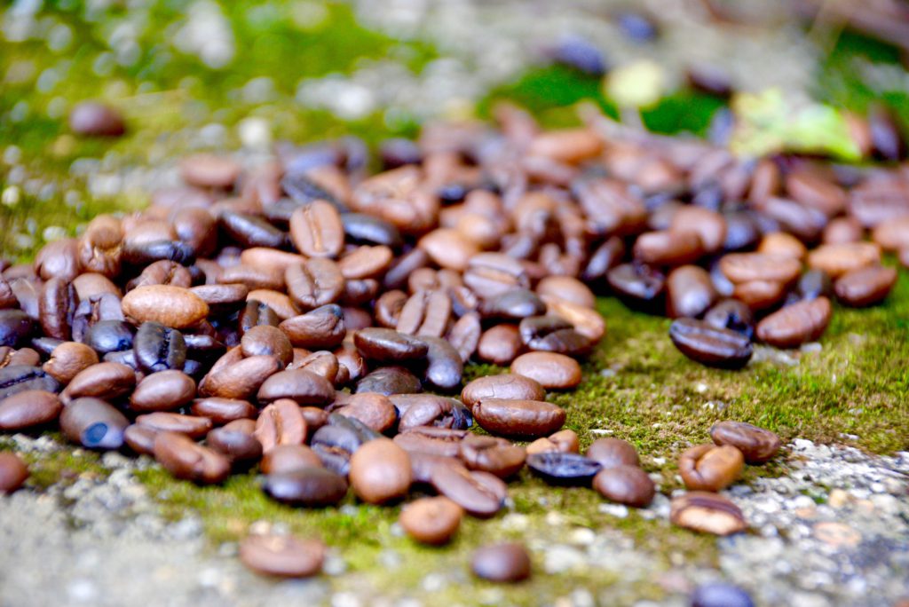 coffee beans outside on moss 