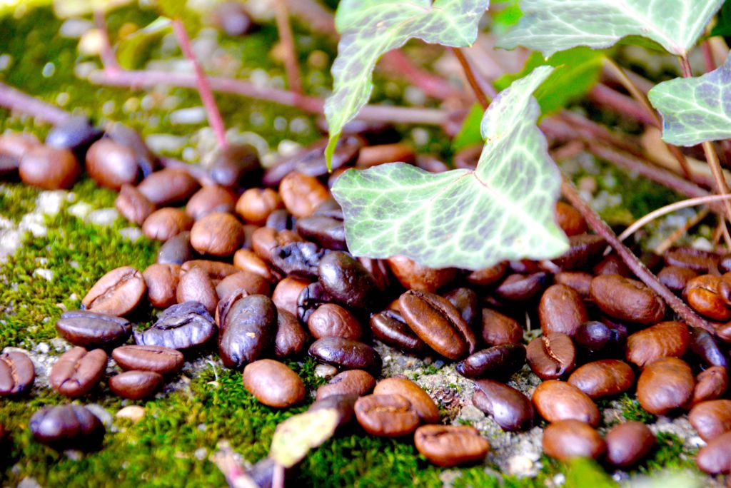 coffee beans in garden