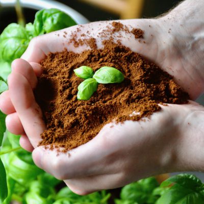 Are Coffee Grounds Good For Your Garden?