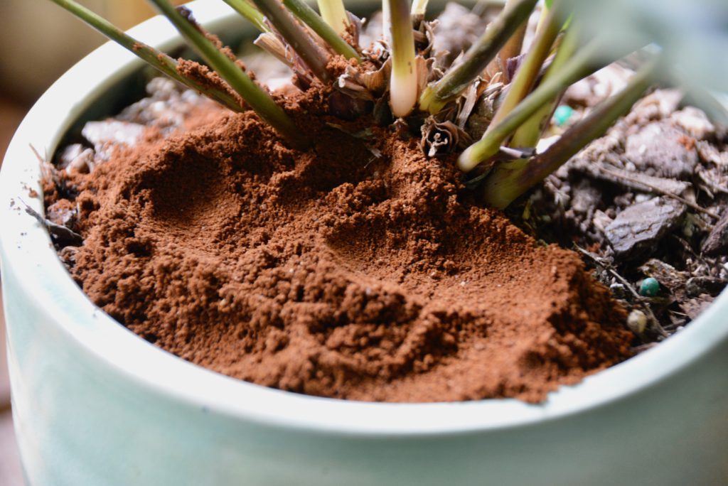 plant pot with plant and coffee grounds