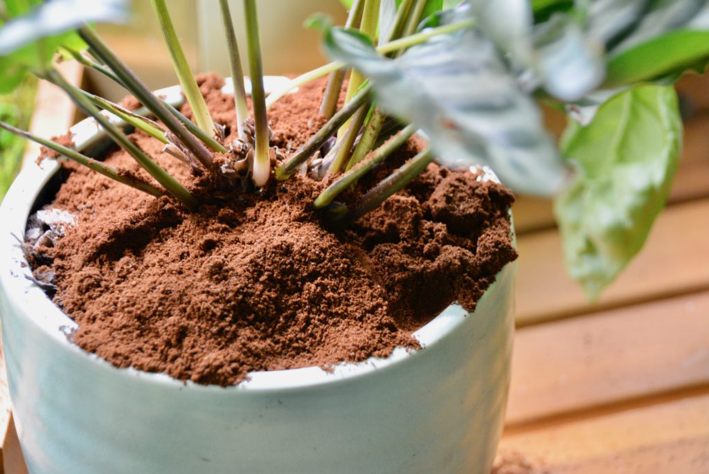 green plant pot with plant and coffee grounds