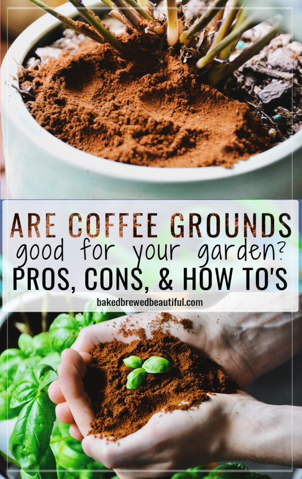 Are Coffee Grounds Good For Your Garden? Baked, Brewed, Beautiful