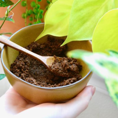 Exploring 4 Plants That Love Coffee Grounds & 3 Plants That Don’t