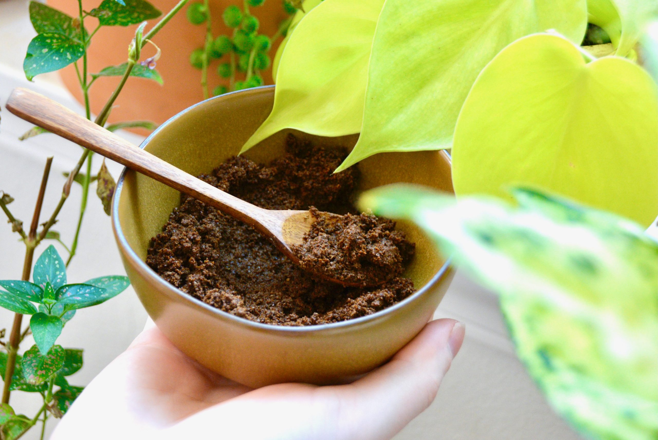 Exploring 4 Plants That Love Coffee Grounds & 3 Plants That Don’t