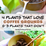 bowl of coffee grounds held in front of plants