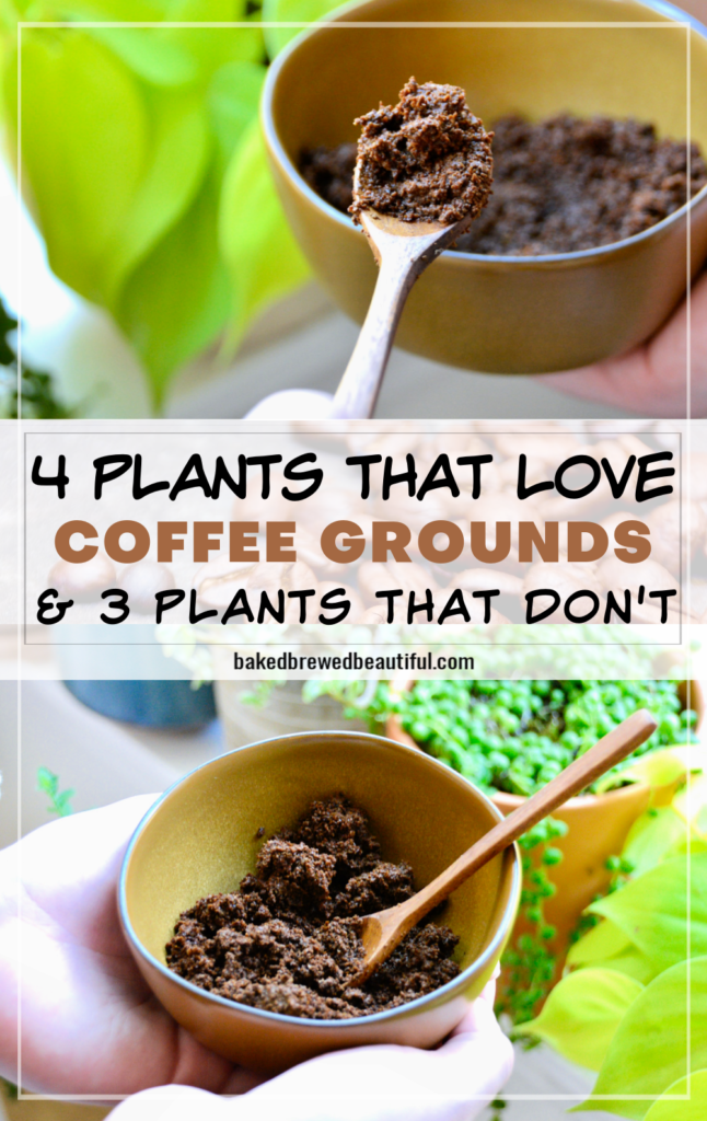 bowl of coffee grounds held in front of plants